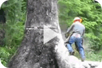 falling diseased spruce tree