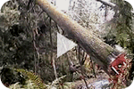 falling tree video 1