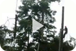removing diseased tree